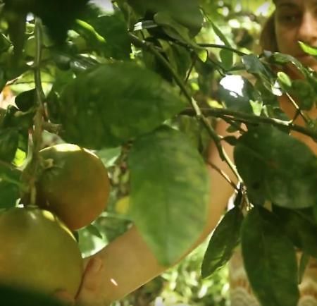 Paradise Eco Village Pahoa Eksteriør bilde