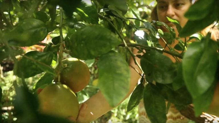 Paradise Eco Village Pahoa Eksteriør bilde