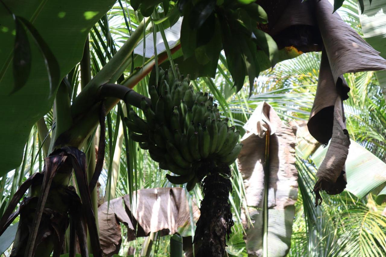 Paradise Eco Village Pahoa Eksteriør bilde