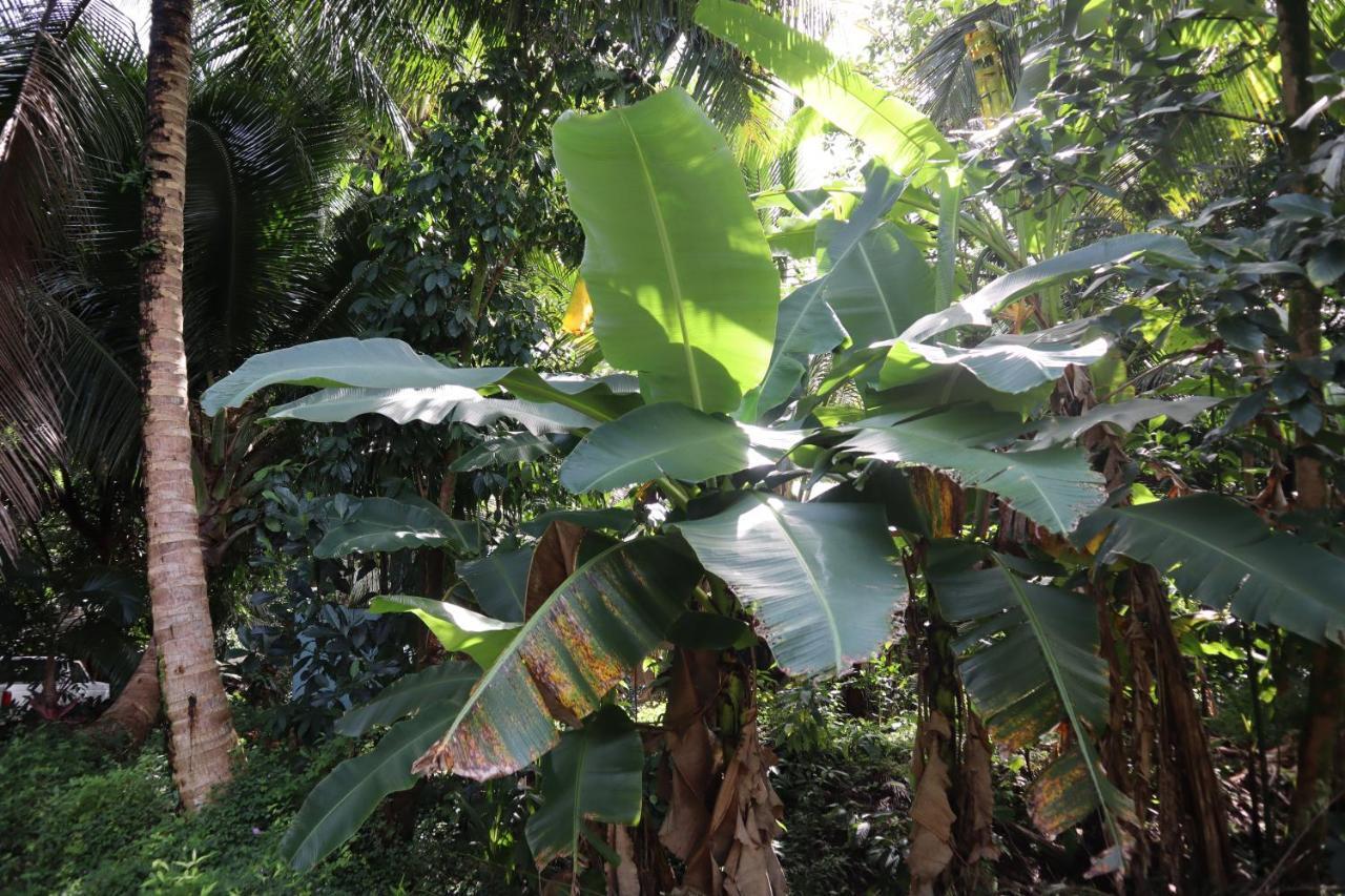 Paradise Eco Village Pahoa Eksteriør bilde