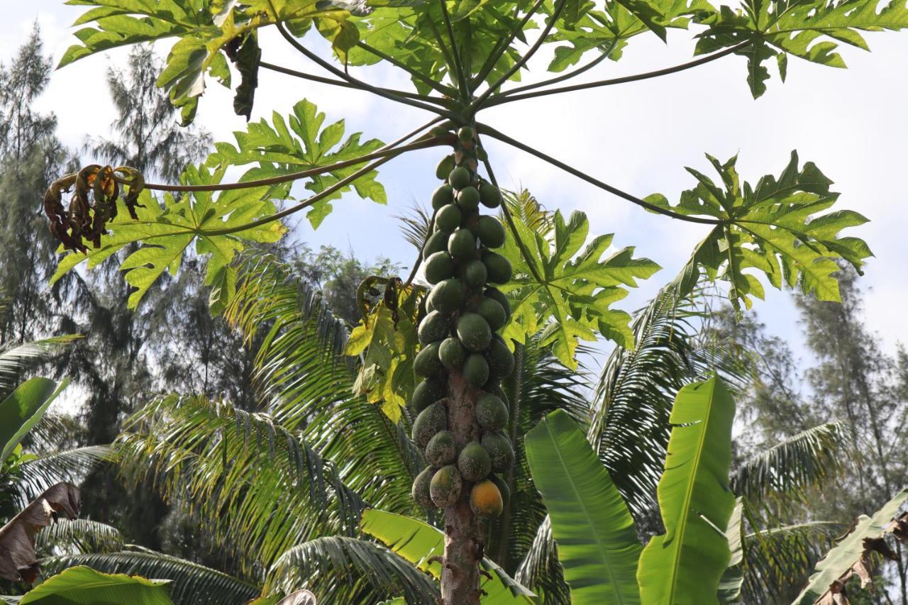 Paradise Eco Village Pahoa Eksteriør bilde